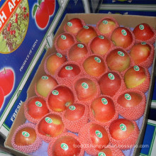 Factory Supply Fresh Red Gala Apple